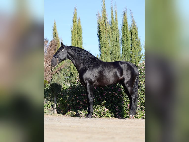 PRE Croisé Étalon 11 Ans 170 cm Noir in Leon