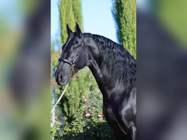 PRE Croisé Étalon 11 Ans 170 cm Noir in Leon