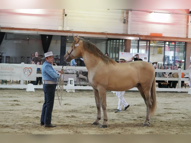 PRE Croisé Étalon 11 Ans 171 cm Perle in Dochamps