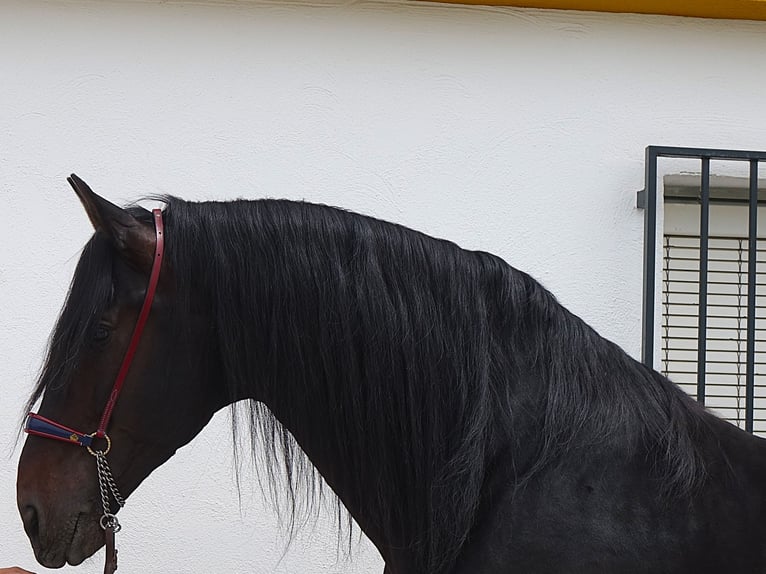 PRE Croisé Étalon 11 Ans 173 cm Noir in Granada