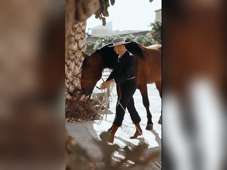 PRE Étalon 11 Ans 177 cm Bai in Cuevas del Almanzora