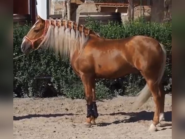 PRE Croisé Étalon 12 Ans 160 cm Palomino in Martfeld