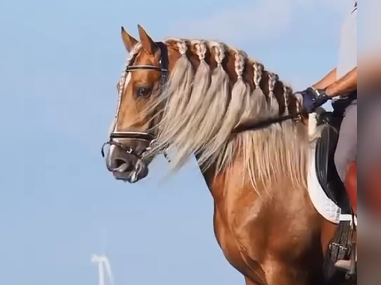 PRE Croisé Étalon 12 Ans 160 cm Palomino in Martfeld