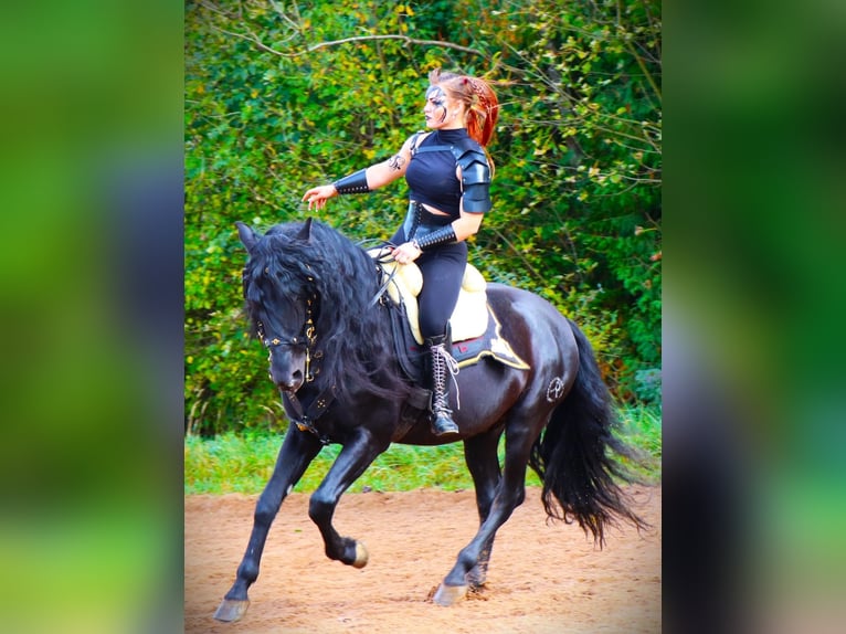 PRE Croisé Étalon 12 Ans 163 cm Noir in MünchenMünchen