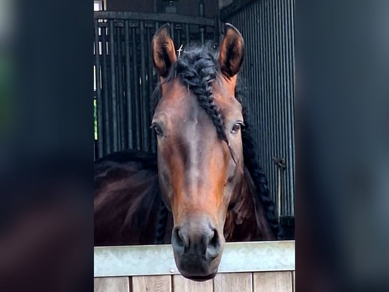 PRE Étalon 12 Ans 164 cm Bai brun in Karlsfeld