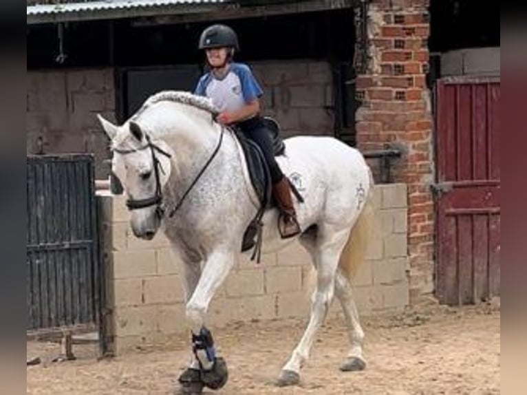 PRE Croisé Étalon 12 Ans 164 cm Gris in MADRID