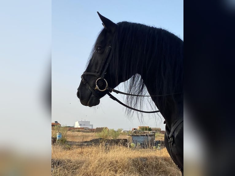 PRE Croisé Étalon 12 Ans 164 cm Noir in Talarrubias