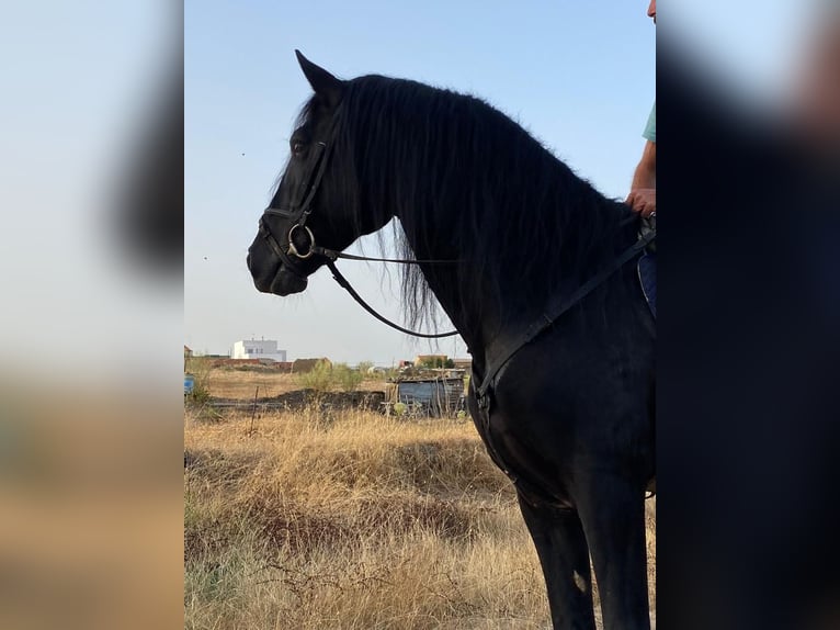 PRE Croisé Étalon 12 Ans 164 cm Noir in Talarrubias