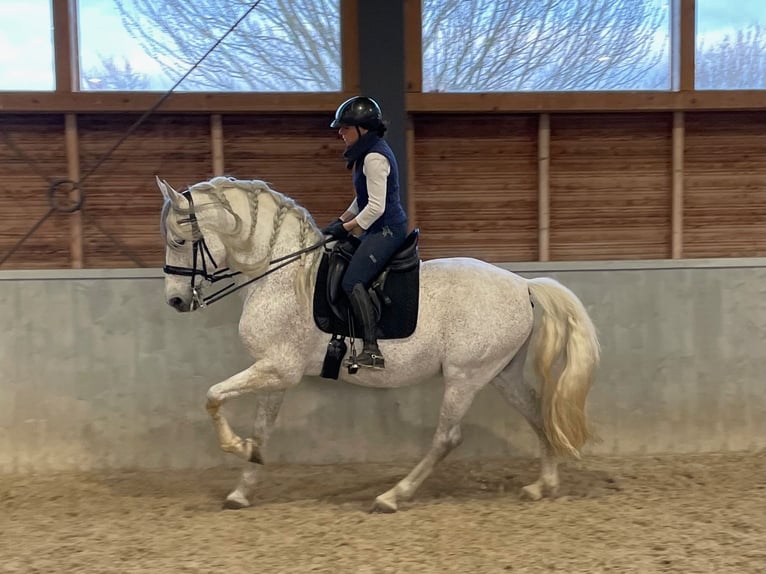 PRE Étalon 12 Ans 165 cm Gris moucheté in Otzberg