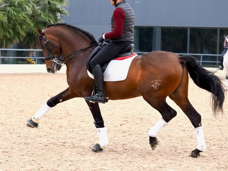 PRE Croisé Étalon 12 Ans 167 cm Bai in Navas Del Madroño