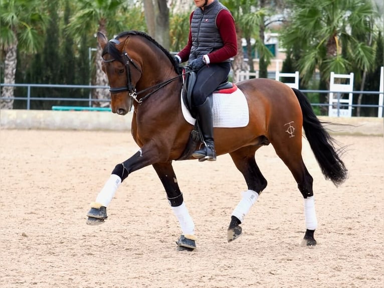 PRE Croisé Étalon 12 Ans 167 cm Bai in Navas Del Madroño