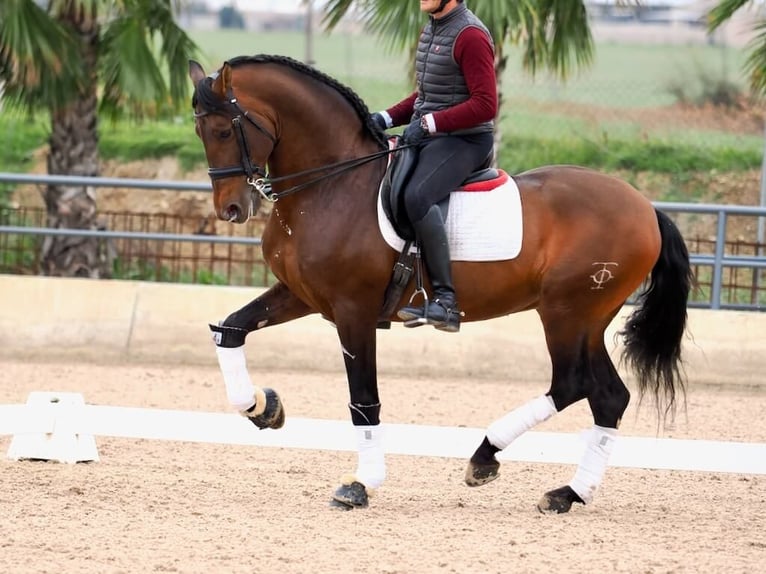 PRE Croisé Étalon 12 Ans 167 cm Bai in Navas Del Madroño