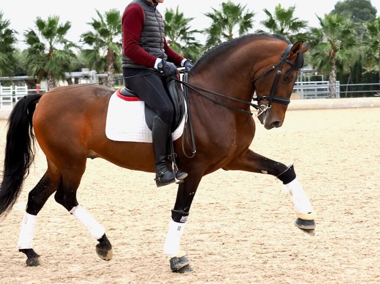 PRE Croisé Étalon 12 Ans 167 cm Bai in Navas Del Madroño