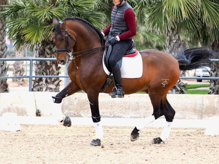 PRE Croisé Étalon 12 Ans 167 cm Bai in Navas Del Madroño