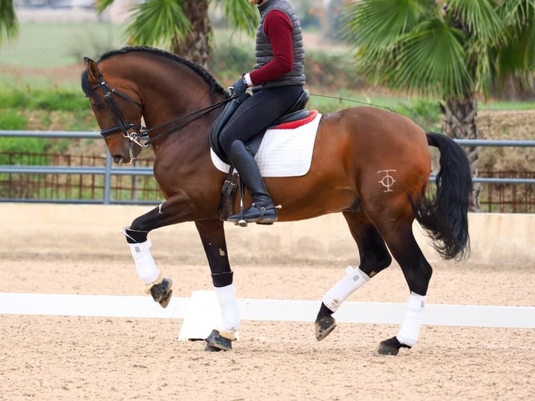 PRE Croisé Étalon 12 Ans 167 cm Bai in Navas Del Madroño