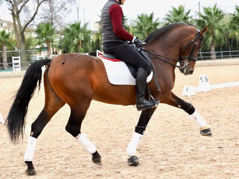 PRE Croisé Étalon 12 Ans 167 cm Bai in Navas Del Madroño