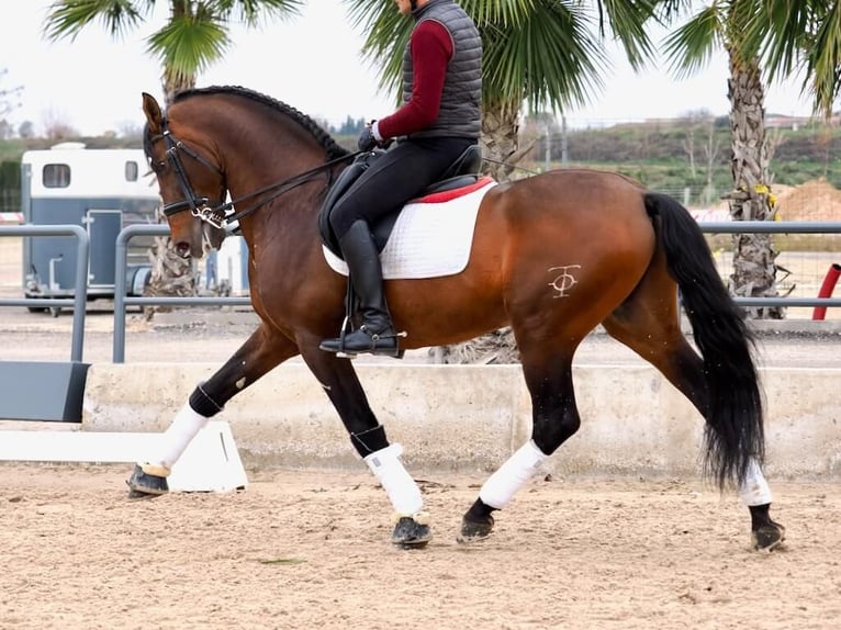 PRE Croisé Étalon 12 Ans 167 cm Bai in Navas Del Madroño