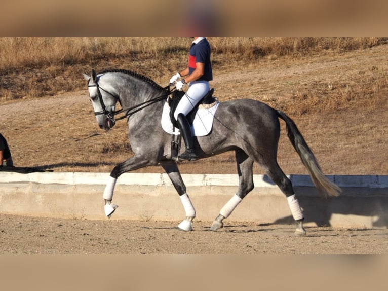 PRE Croisé Étalon 12 Ans 167 cm Gris in navas del madrono