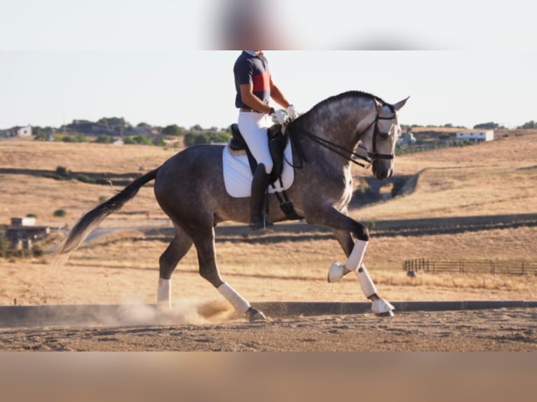 PRE Croisé Étalon 12 Ans 167 cm Gris in navas del madrono