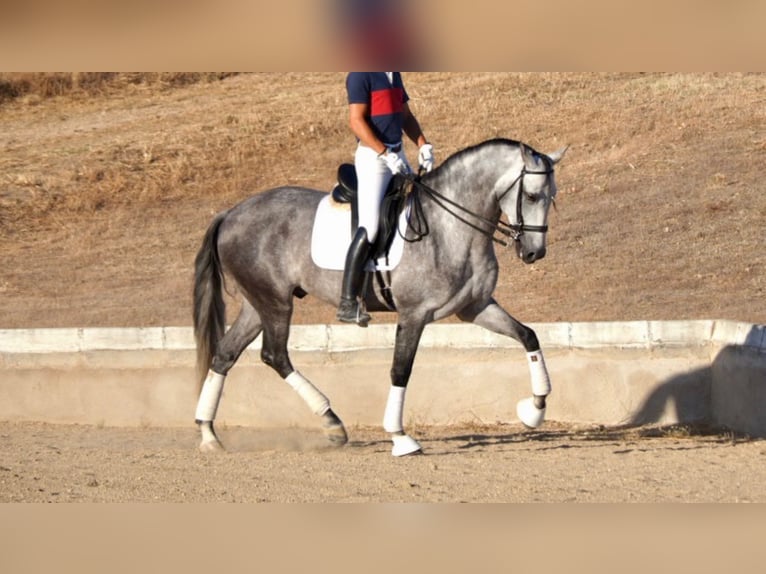 PRE Croisé Étalon 12 Ans 167 cm Gris in navas del madrono