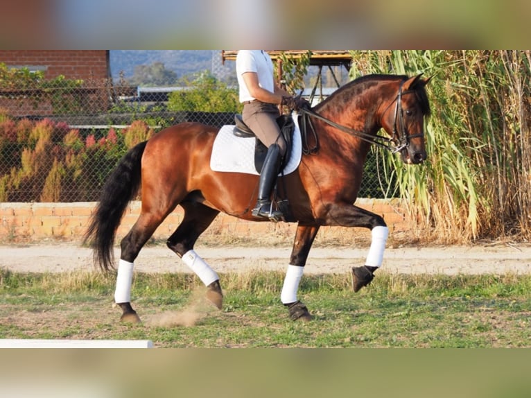 PRE Étalon 12 Ans 168 cm Bai cerise in navas del madrono