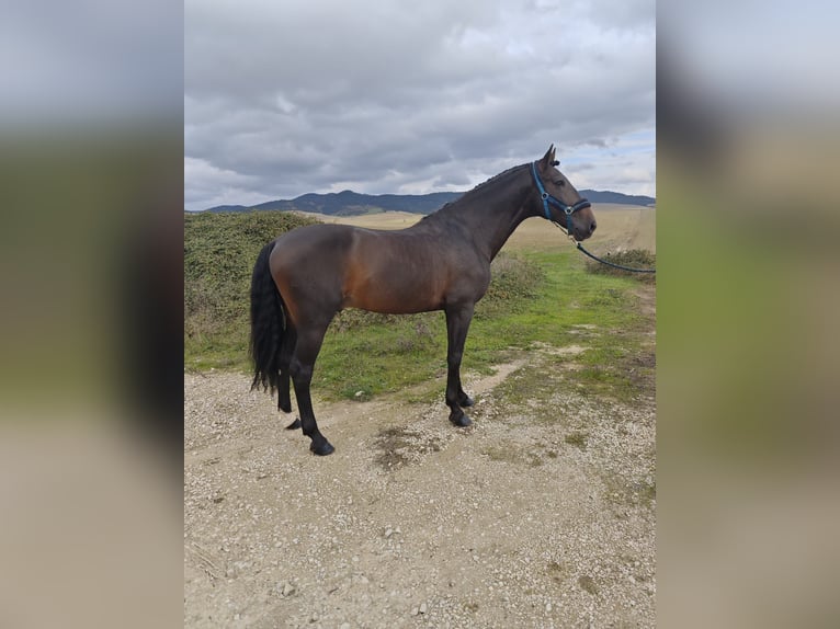 PRE Étalon 12 Ans 170 cm Bai brun in Pamplona