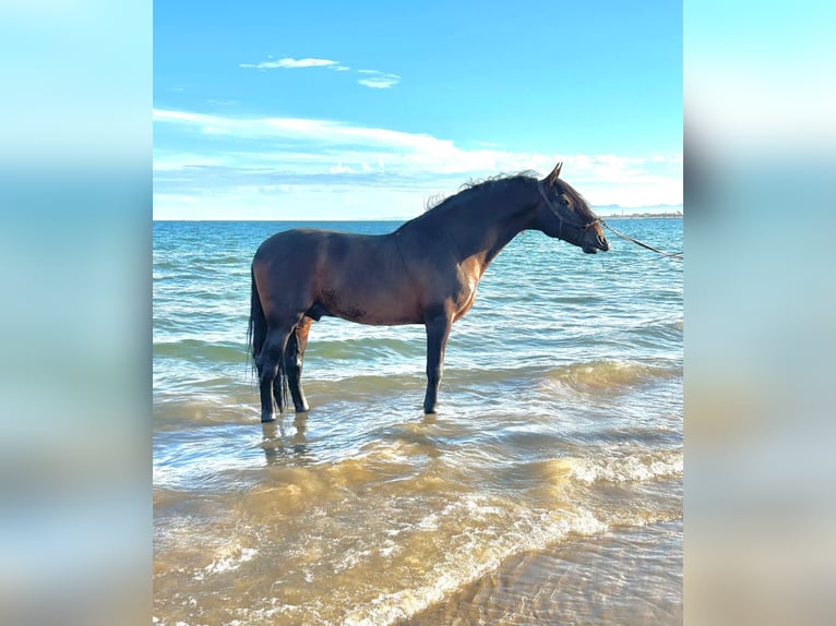 PRE Croisé Étalon 12 Ans 170 cm Bai brun in Martfeld