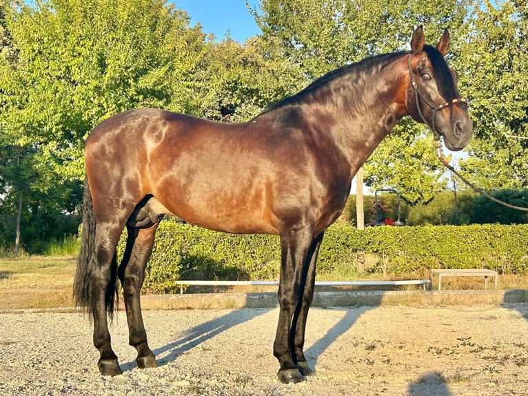 PRE Croisé Étalon 12 Ans 170 cm Bai brun in Martfeld