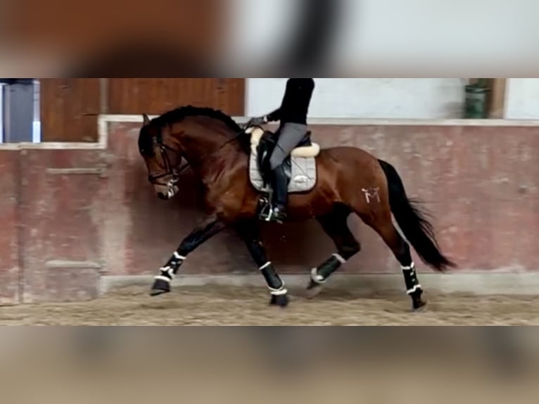 PRE Étalon 12 Ans 170 cm Bai in Roßdorf