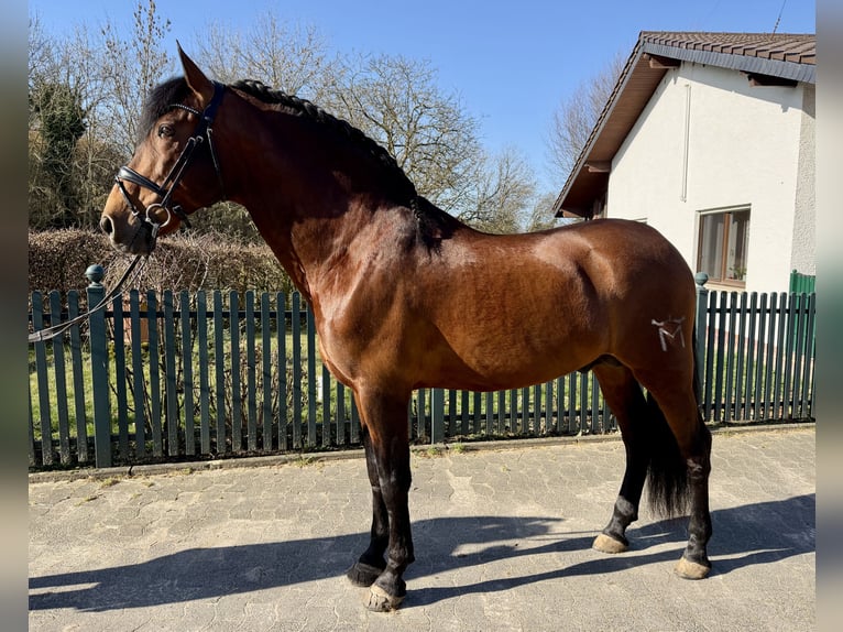 PRE Étalon 12 Ans 170 cm Bai in Roßdorf