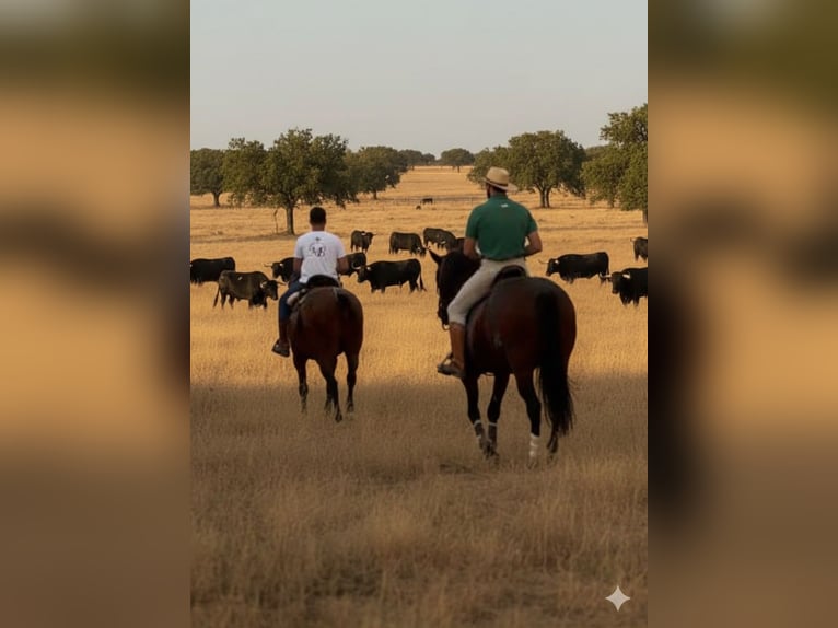 PRE Étalon 12 Ans 174 cm Bai brun in El Cañar
