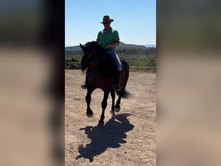 PRE Étalon 12 Ans 174 cm Bai brun in El Cañar