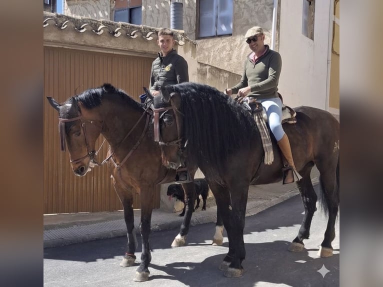 PRE Étalon 12 Ans 174 cm Bai brun in El Cañar