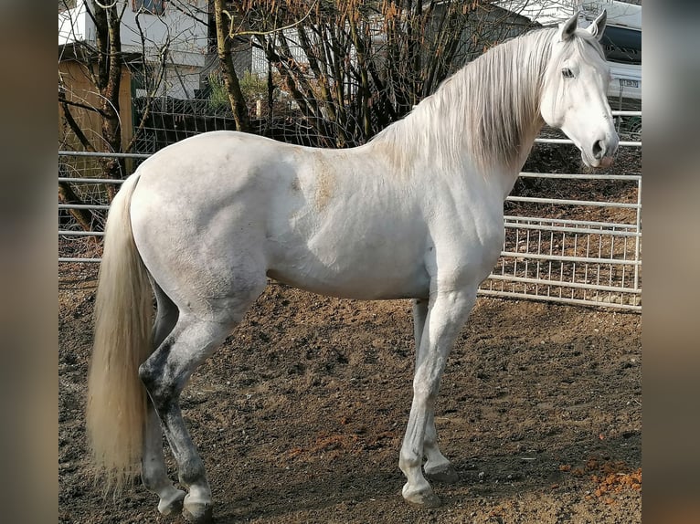 PRE Croisé Étalon 12 Ans 176 cm Gris in Chapeiry