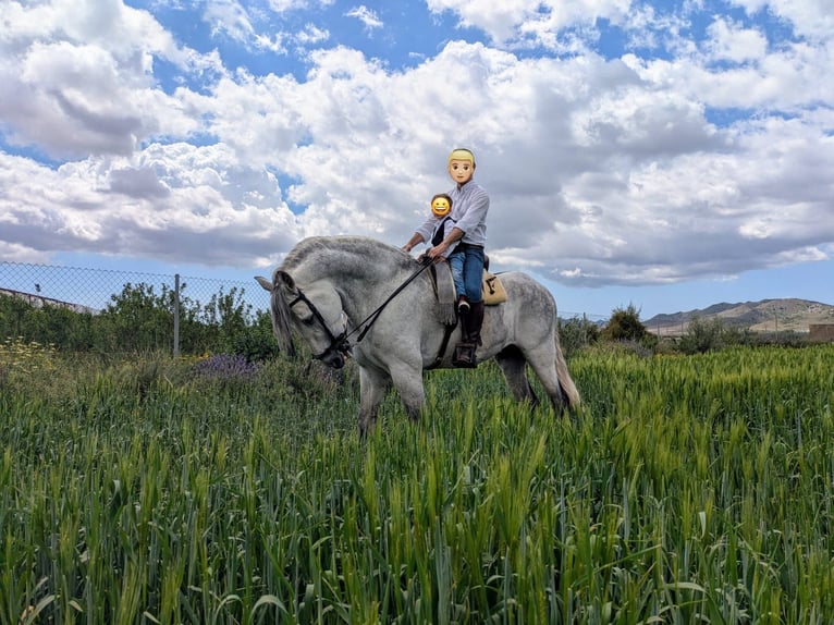 PRE Étalon 12 Ans 180 cm Gris in Balsapintada