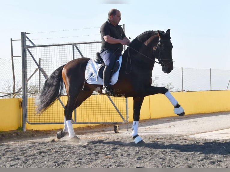 PRE Croisé Étalon 12 Ans Bai brun in Provinz Granada