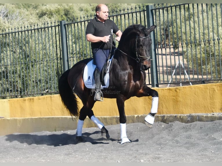 PRE Croisé Étalon 12 Ans Bai brun in Provinz Granada