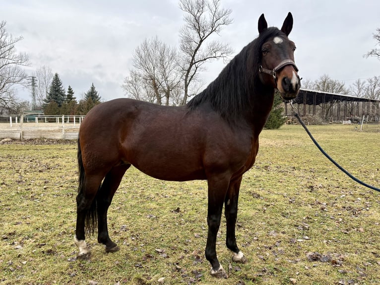 PRE Croisé Étalon 12 Ans Bai in Piešťany