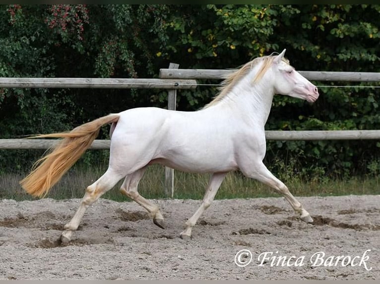 PRE Étalon 13 Ans 152 cm Perlino in Waldshut-Tiengen