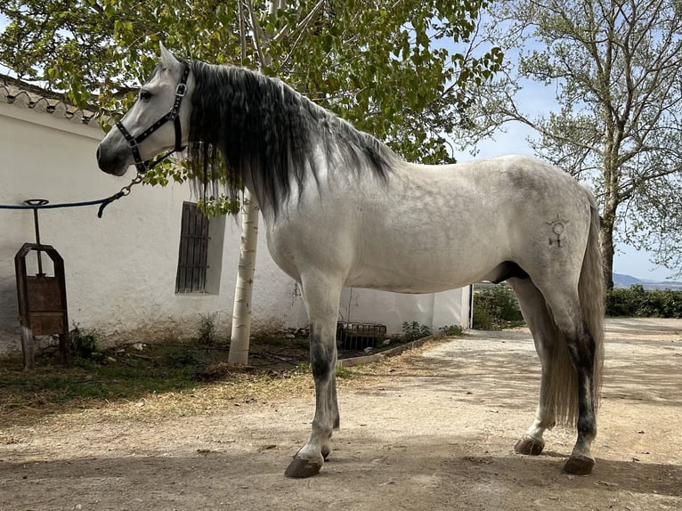 PRE Croisé Étalon 13 Ans 154 cm Gris in Baza