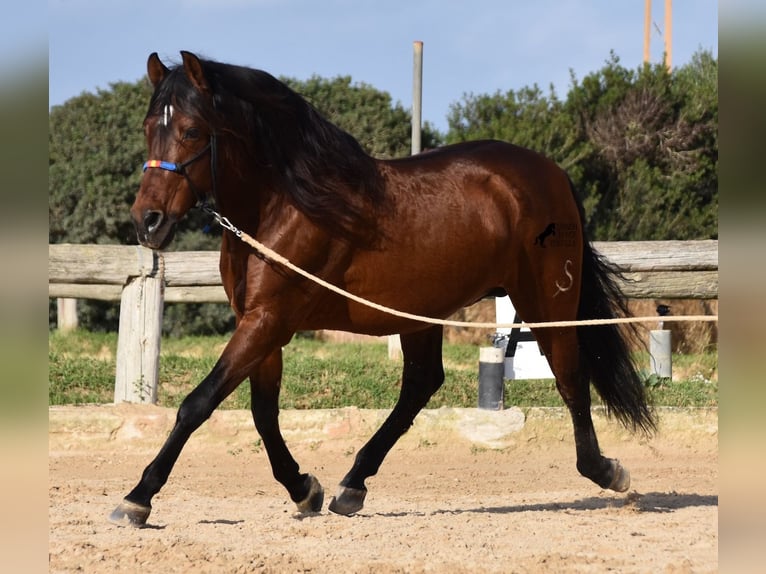 PRE Étalon 13 Ans 157 cm Bai in Menorca