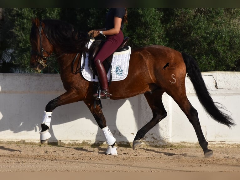 PRE Étalon 13 Ans 157 cm Bai in Menorca