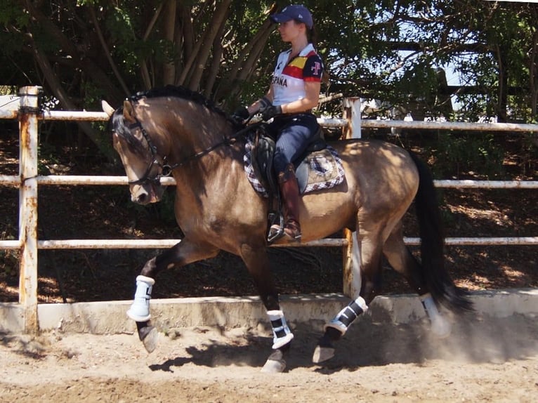 PRE Croisé Étalon 13 Ans 161 cm Isabelle in Sacramento