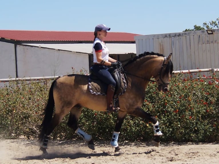 PRE Croisé Étalon 13 Ans 161 cm Isabelle in Sacramento