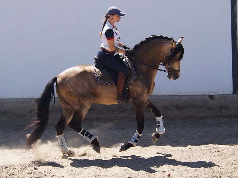 PRE Croisé Étalon 13 Ans 161 cm Isabelle in Sacramento