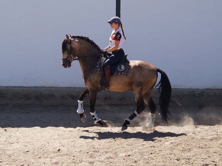 PRE Croisé Étalon 13 Ans 161 cm Isabelle in Sacramento