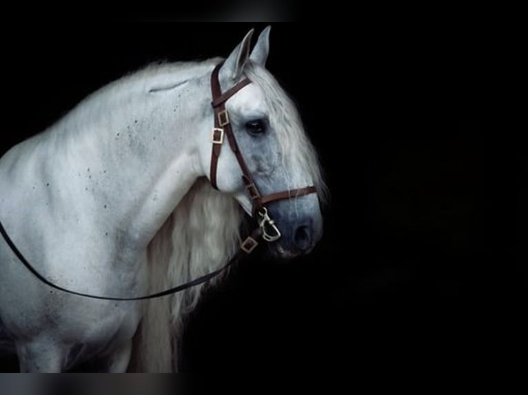 PRE Étalon 13 Ans 163 cm Gris in Fischamend