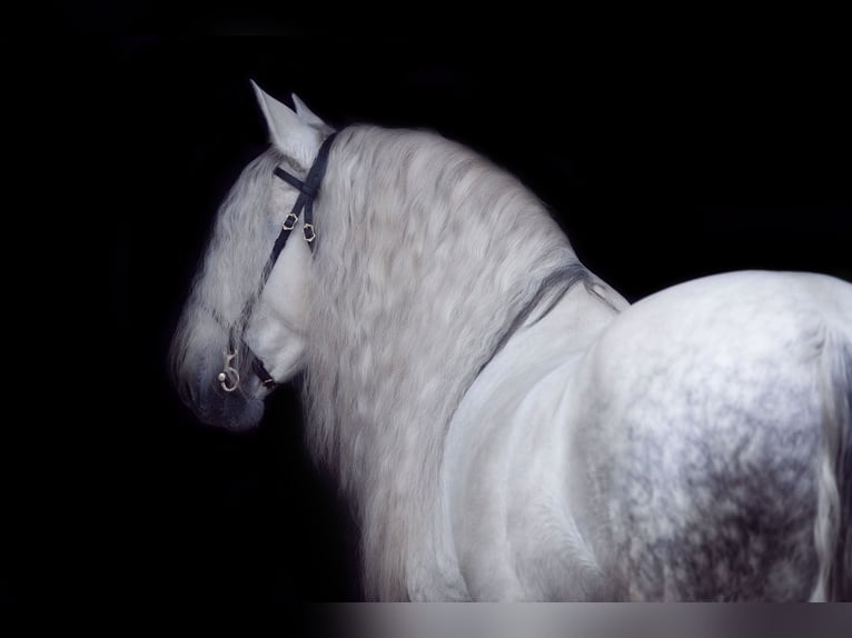 PRE Étalon 13 Ans 163 cm Gris in Fischamend