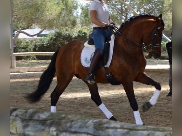 PRE Étalon 13 Ans 164 cm Bai in Barcelona