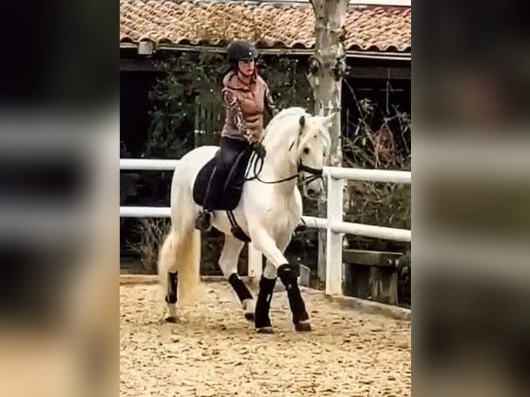 PRE Étalon 13 Ans 164 cm Gris in Sevilla